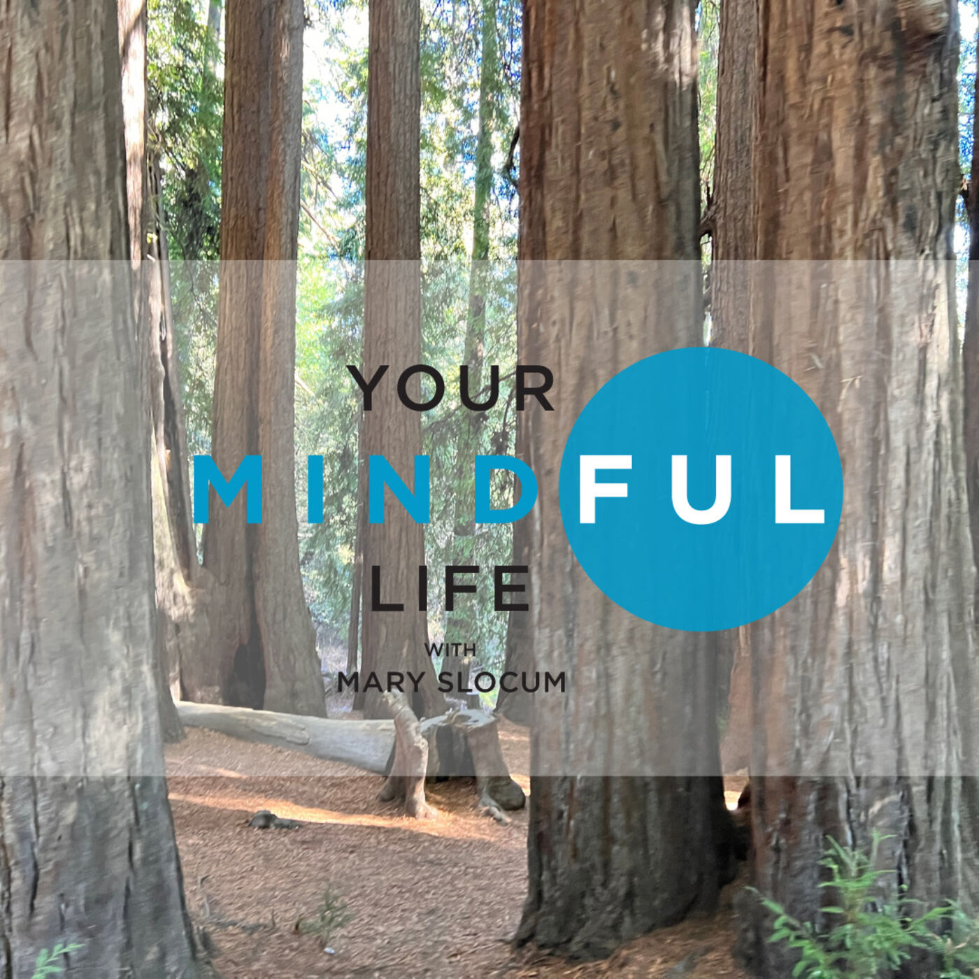 Your Mindful Life