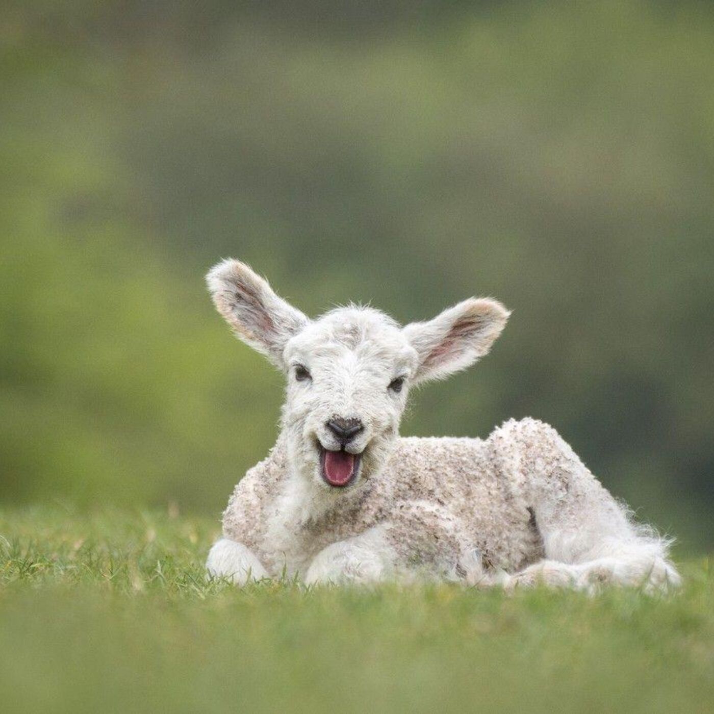Communion of the Lamb Podcast