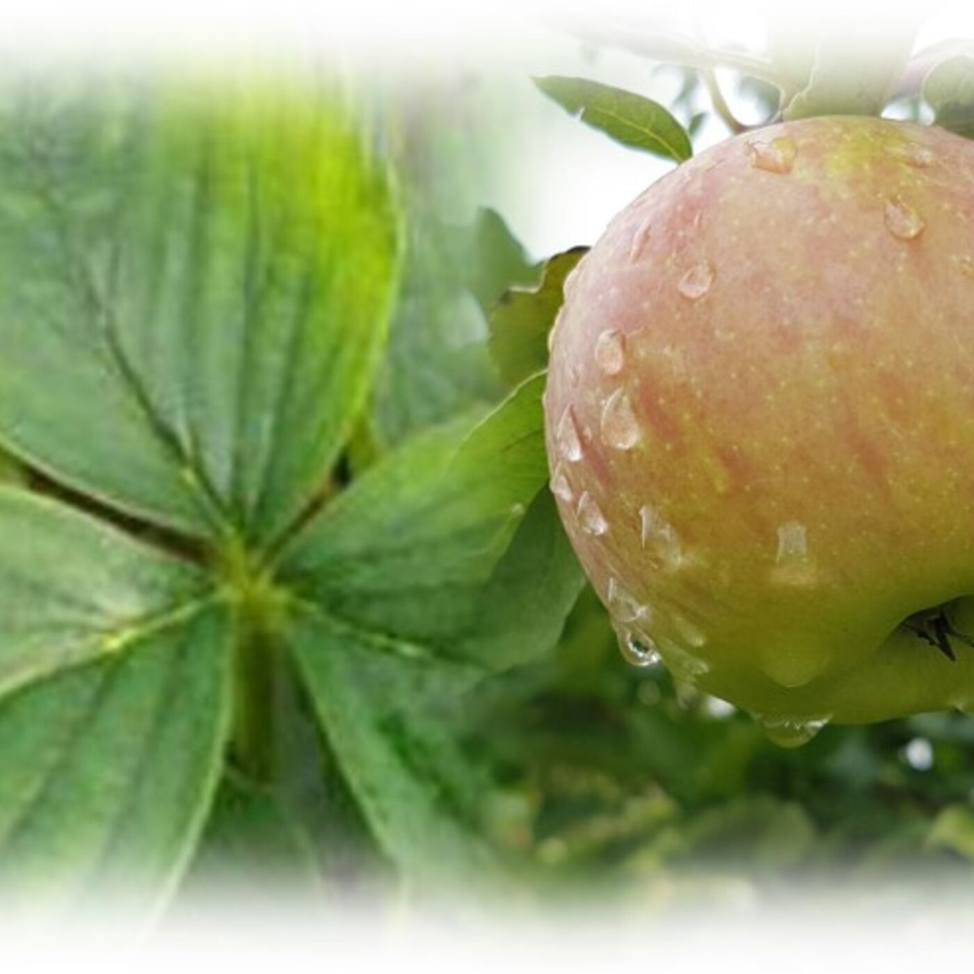 What\'s Growing ON?