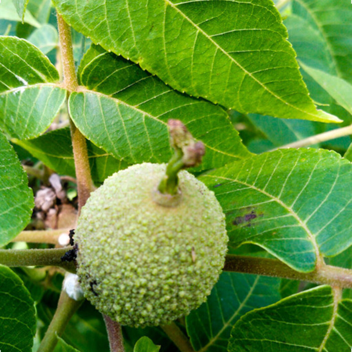 Shepherd\'s Cross Bible Garden Podcast