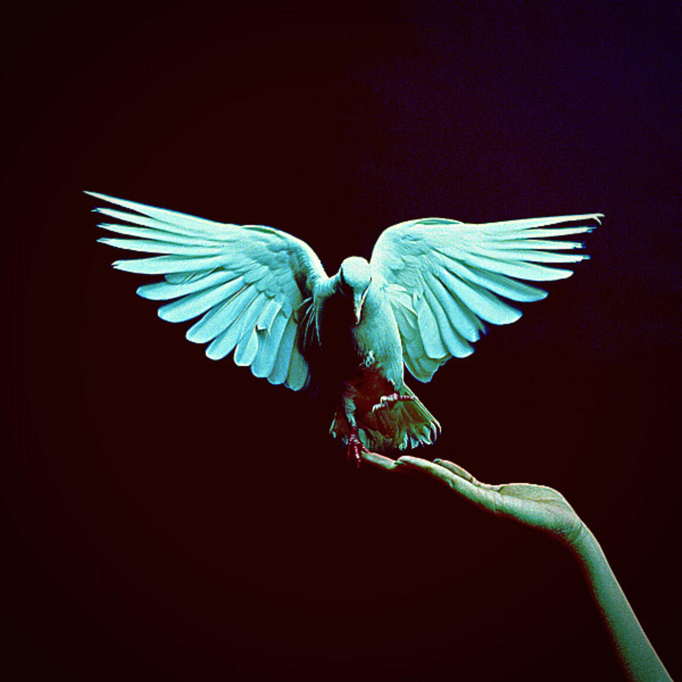 The Sparrow Acapella Hymns Nicholas Mazzio Lauren Mazzio The Rain