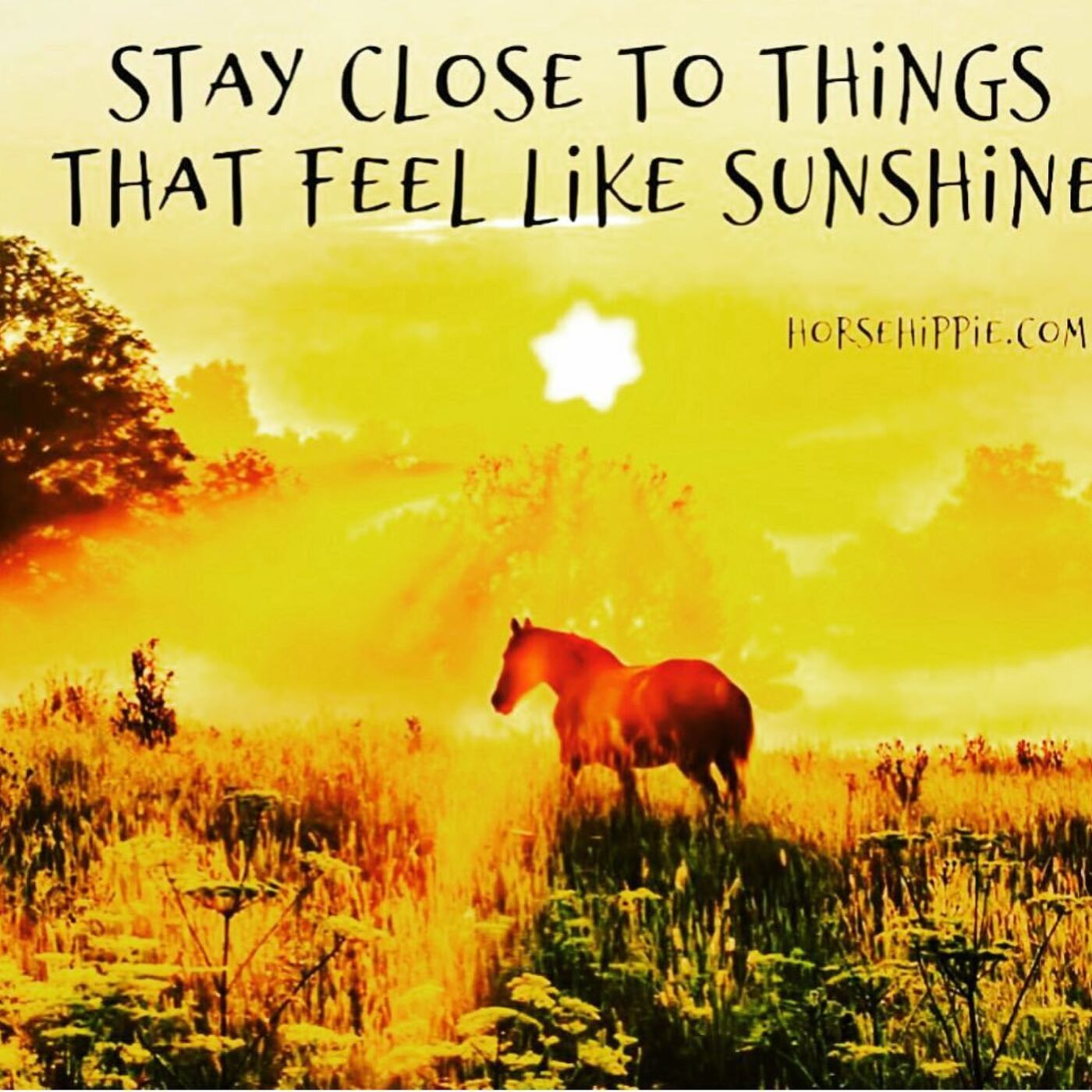 Feel the Warmth of Sunshine