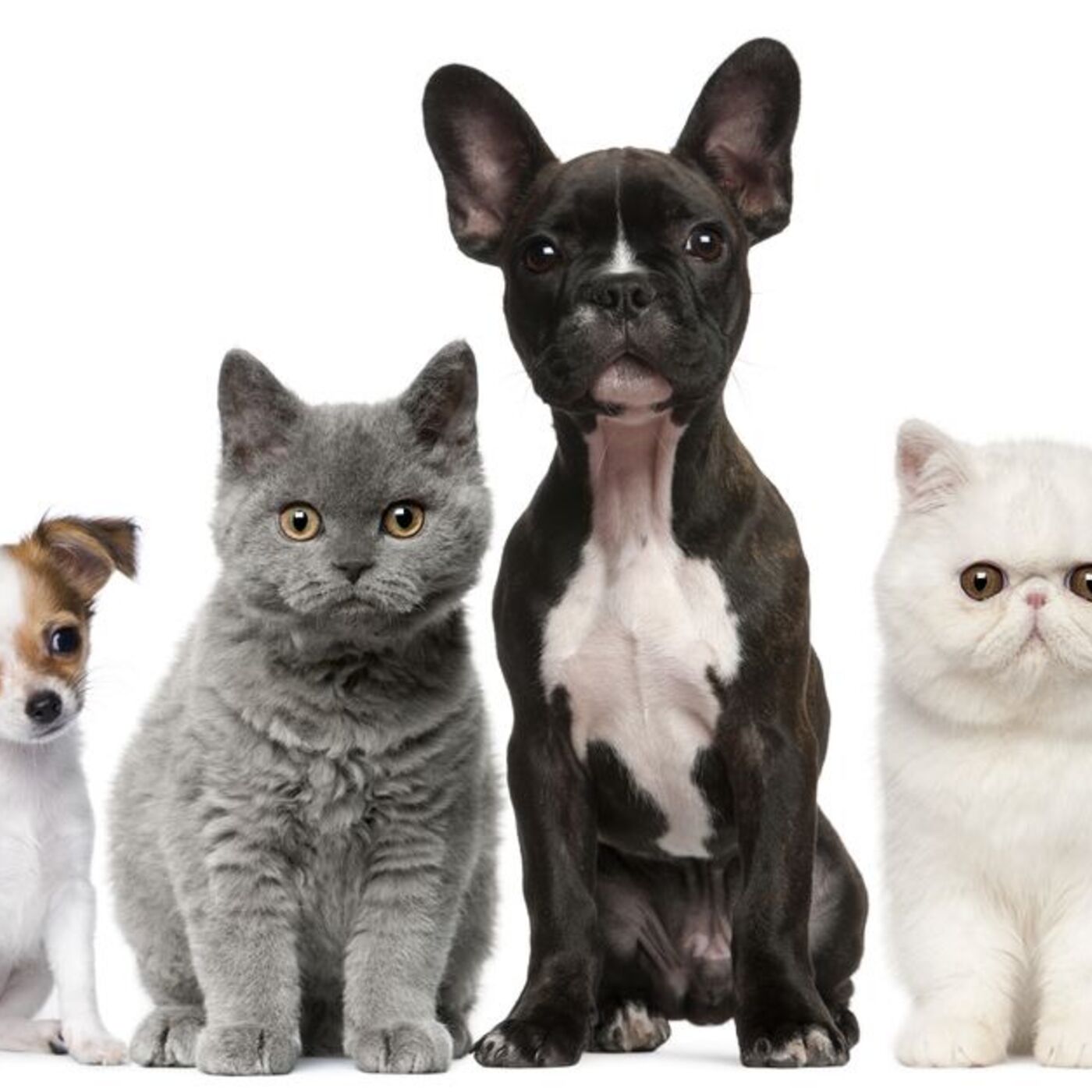 Importancia del cuidado animal en entornos urbanos podcast artwork