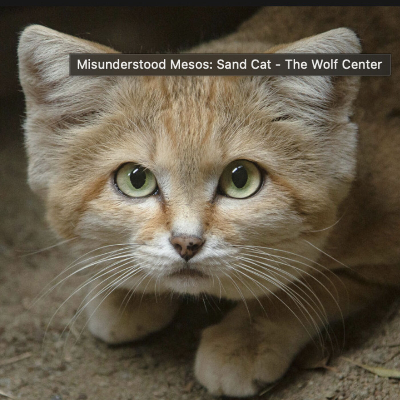 Thursday, August 31, 2023 - Yee-haw, another crossword with HOOHA 🙄