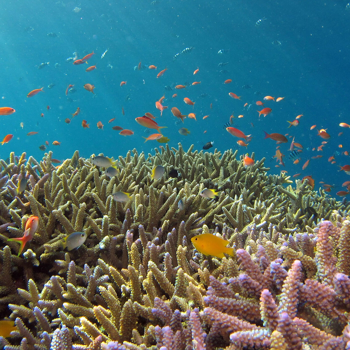 Coral Reefs in a Warming World