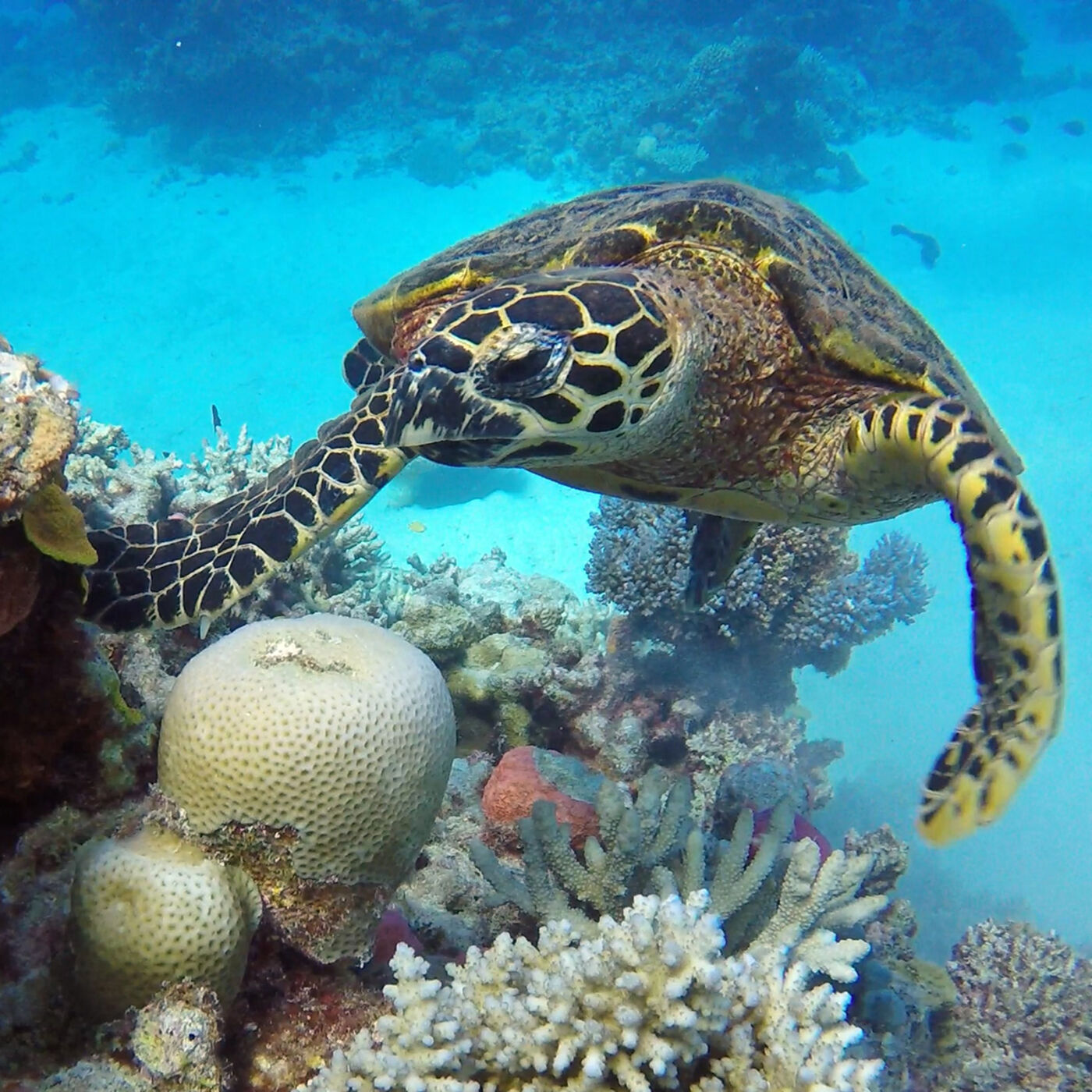 Microbial Megastructures