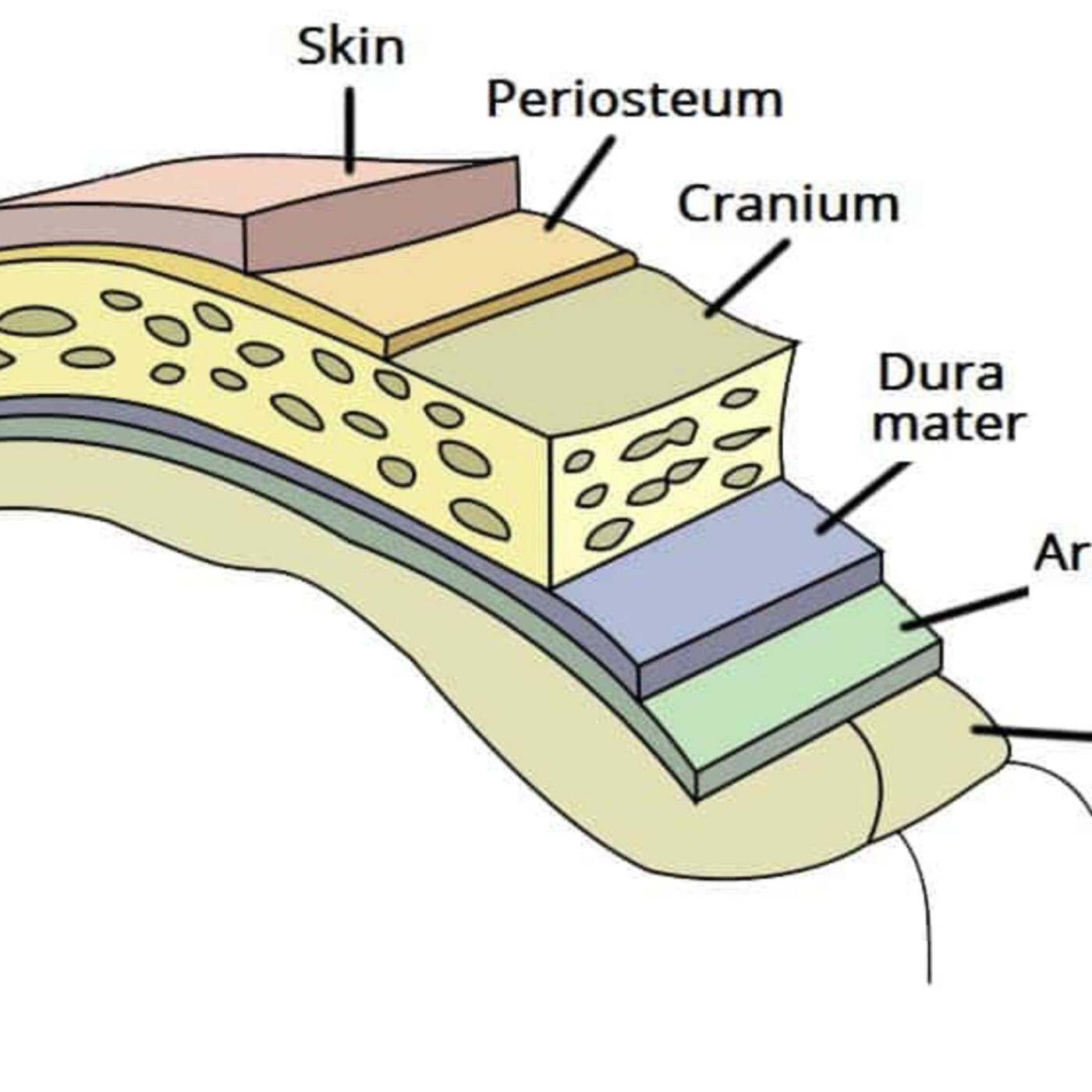 Thursday, February 29, 2024 - Leaping lizards, it's a leap day crossword!