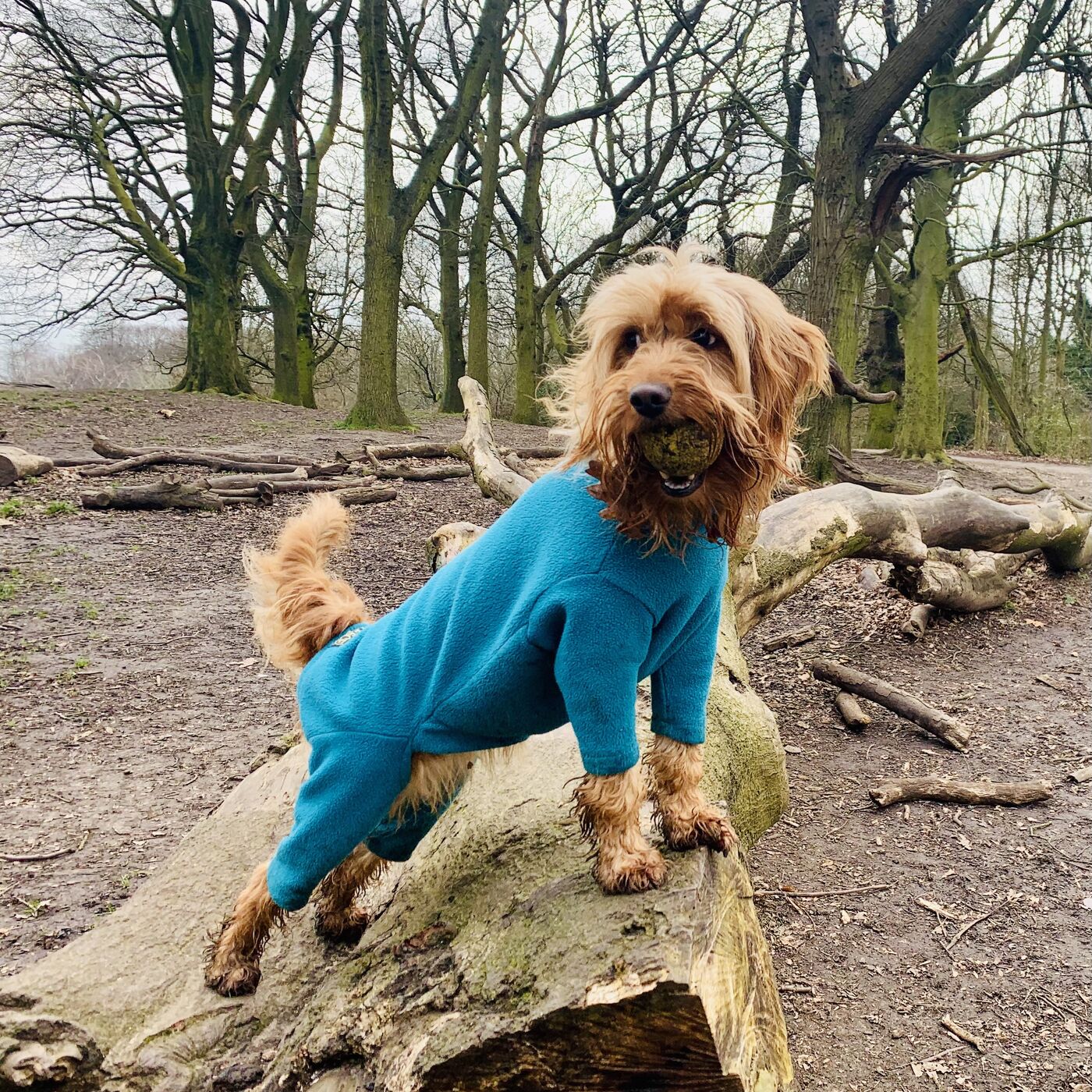 Park Creatures