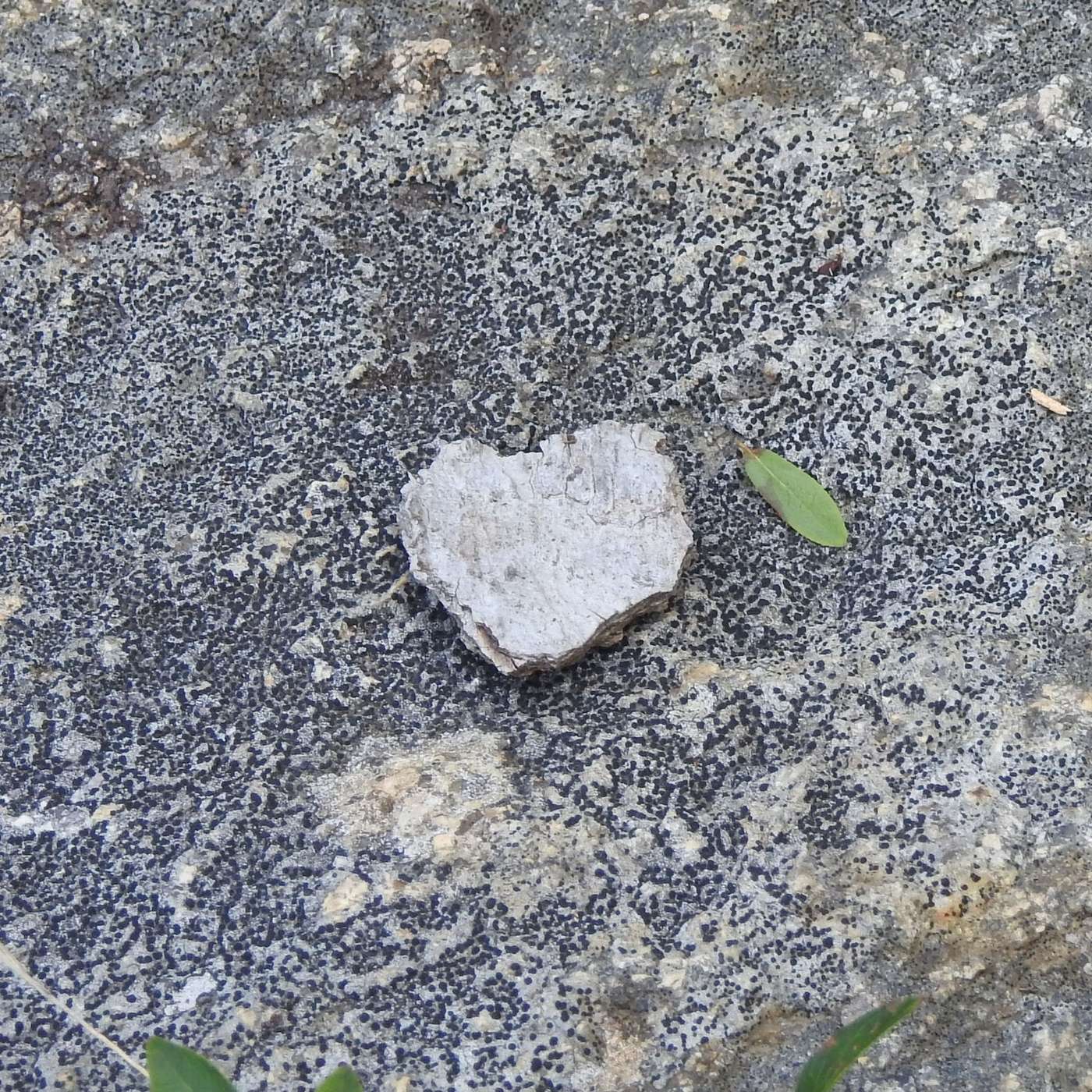 SIGNS OF LOVE
