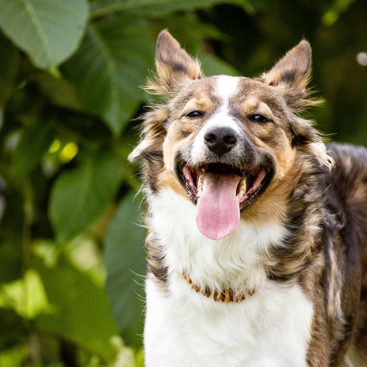 Transforming Canine Wellness with Rebecca Hanlon