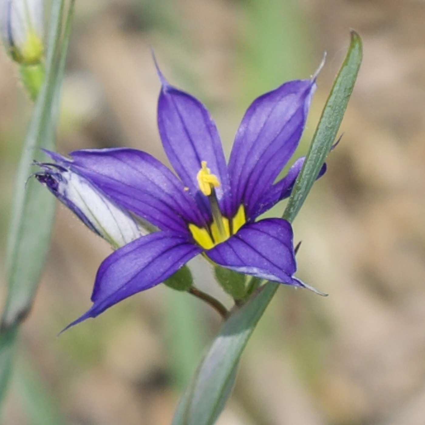 Native plant gardening and why you should jump on that bandwagon Native plant gardening and why you should jump on that bandwagon