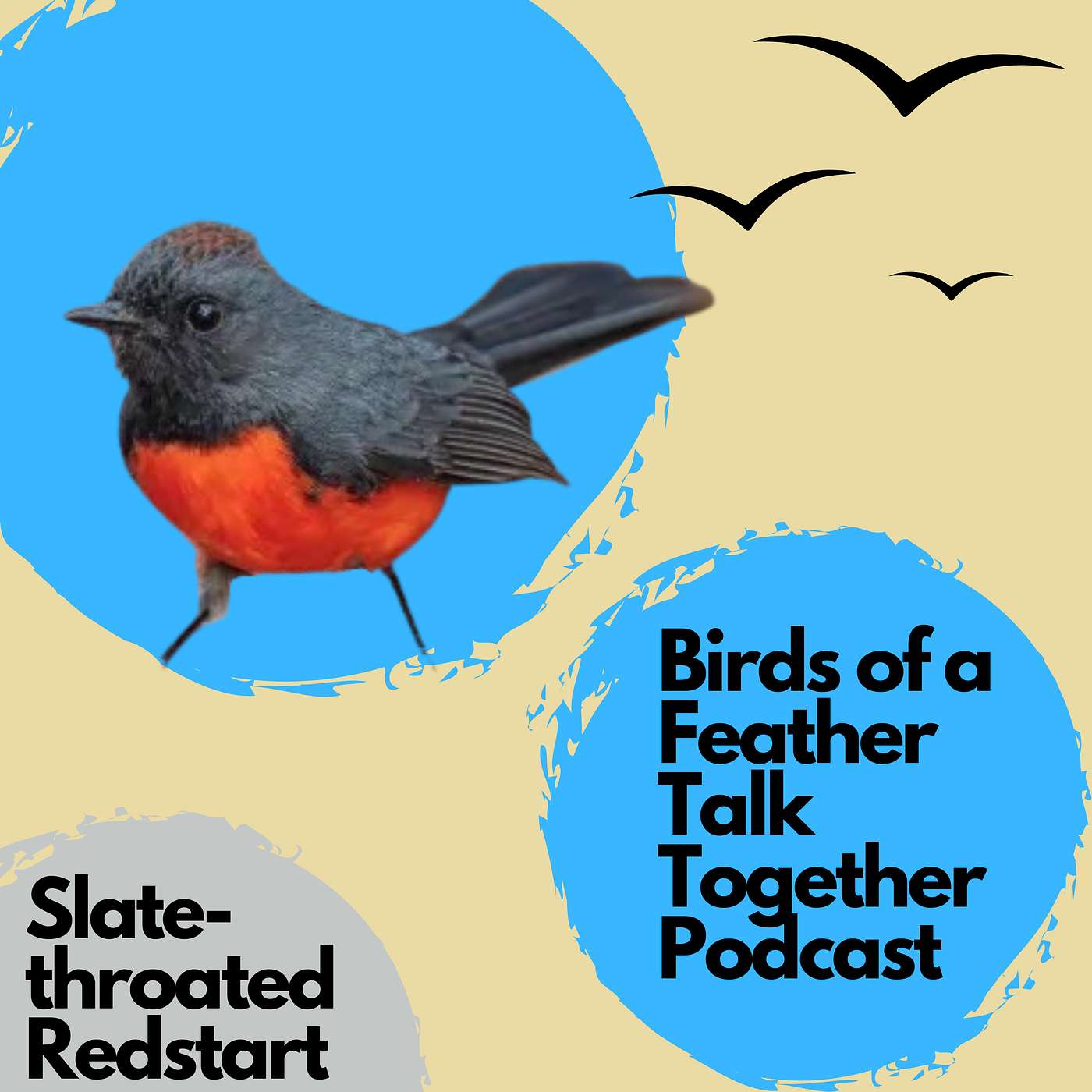 153: Slate-throated Redstart (or Whitestart) with David Vander Pluym episode artwork