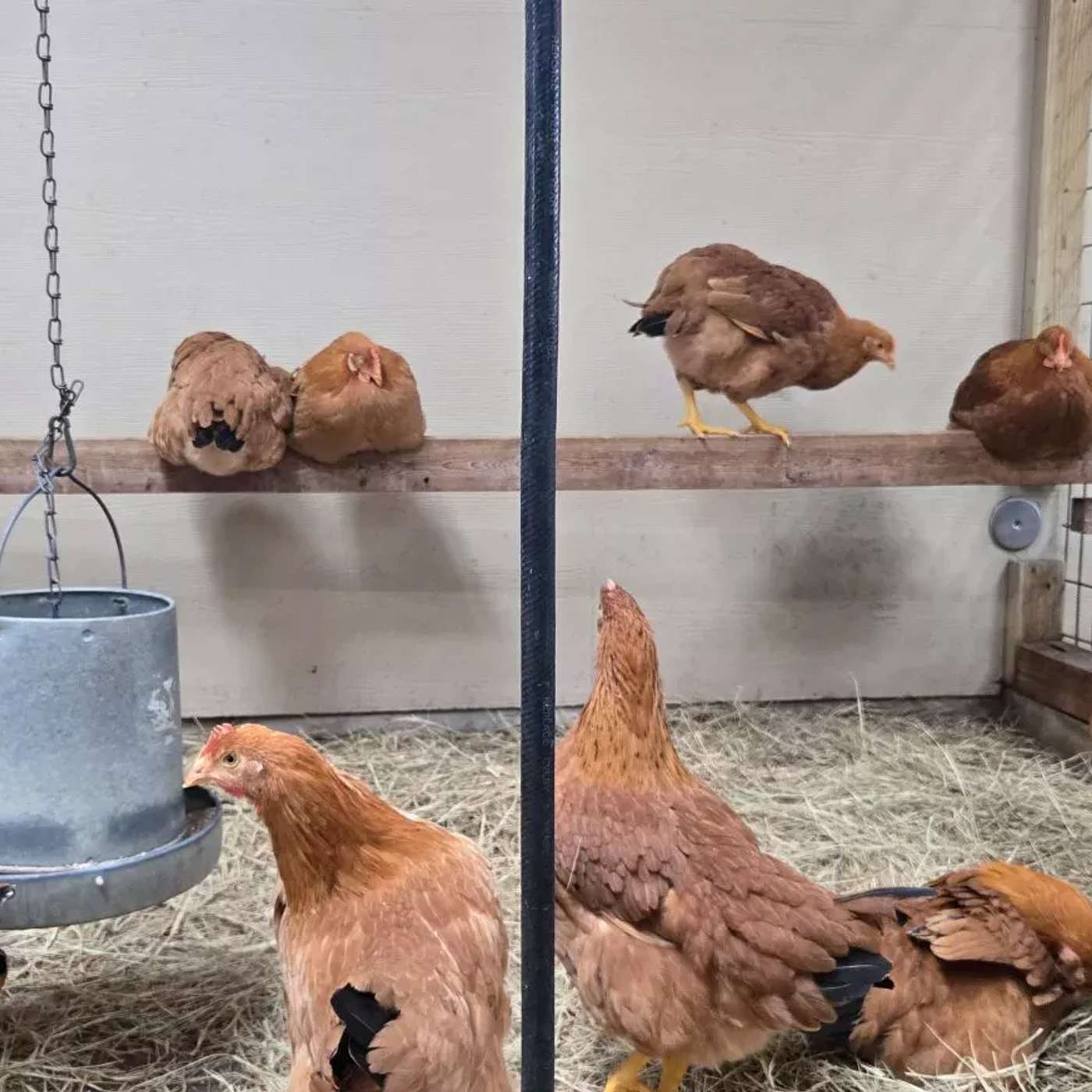 USDA Admits Mistakenly Firing Bird Flu Officials, Working to Rehire Them episode artwork
