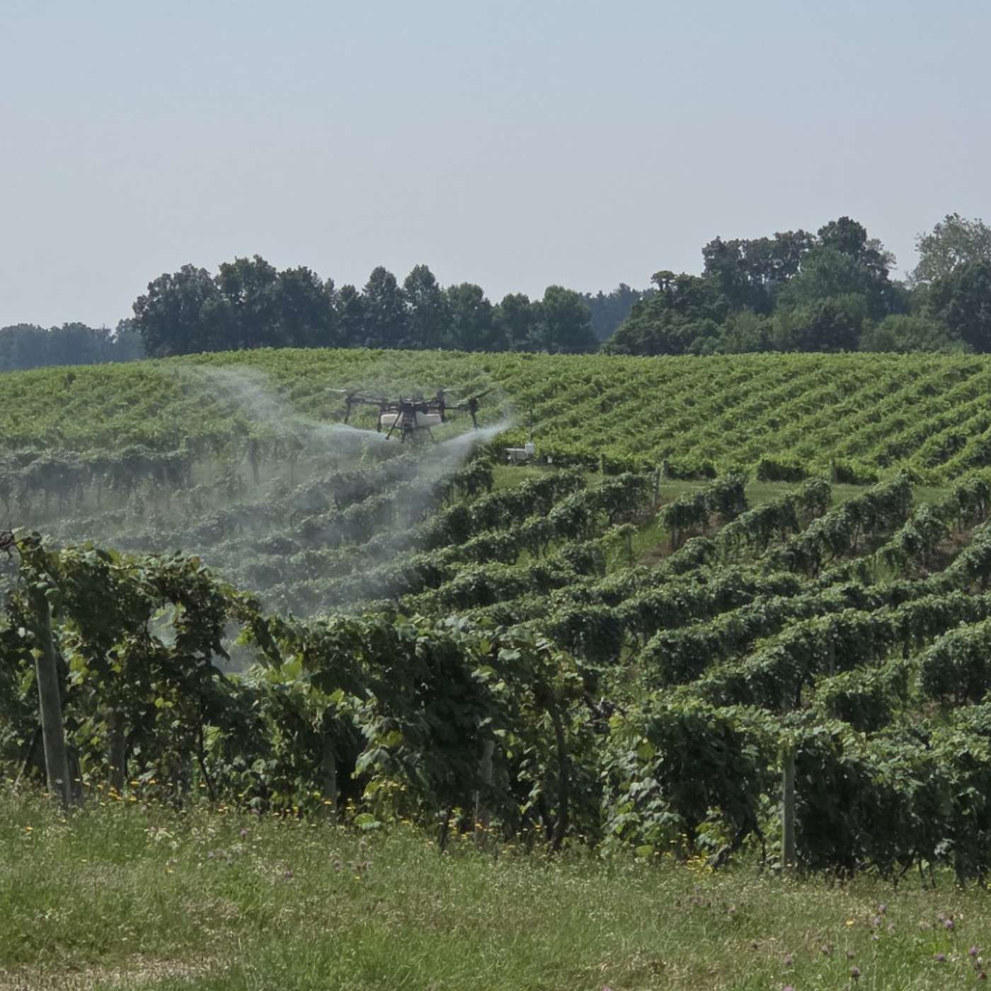 Between The Vines S6E8: Sprayer Tech Demo Day Coming August 12th! episode artwork