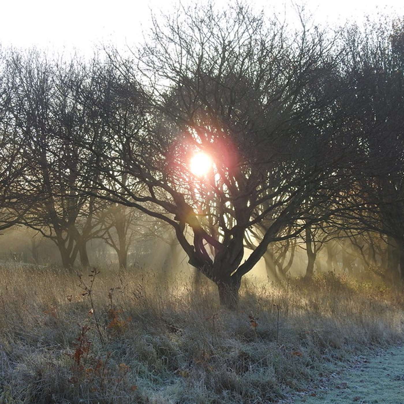 Weird Stories; If Fog Could Sing
