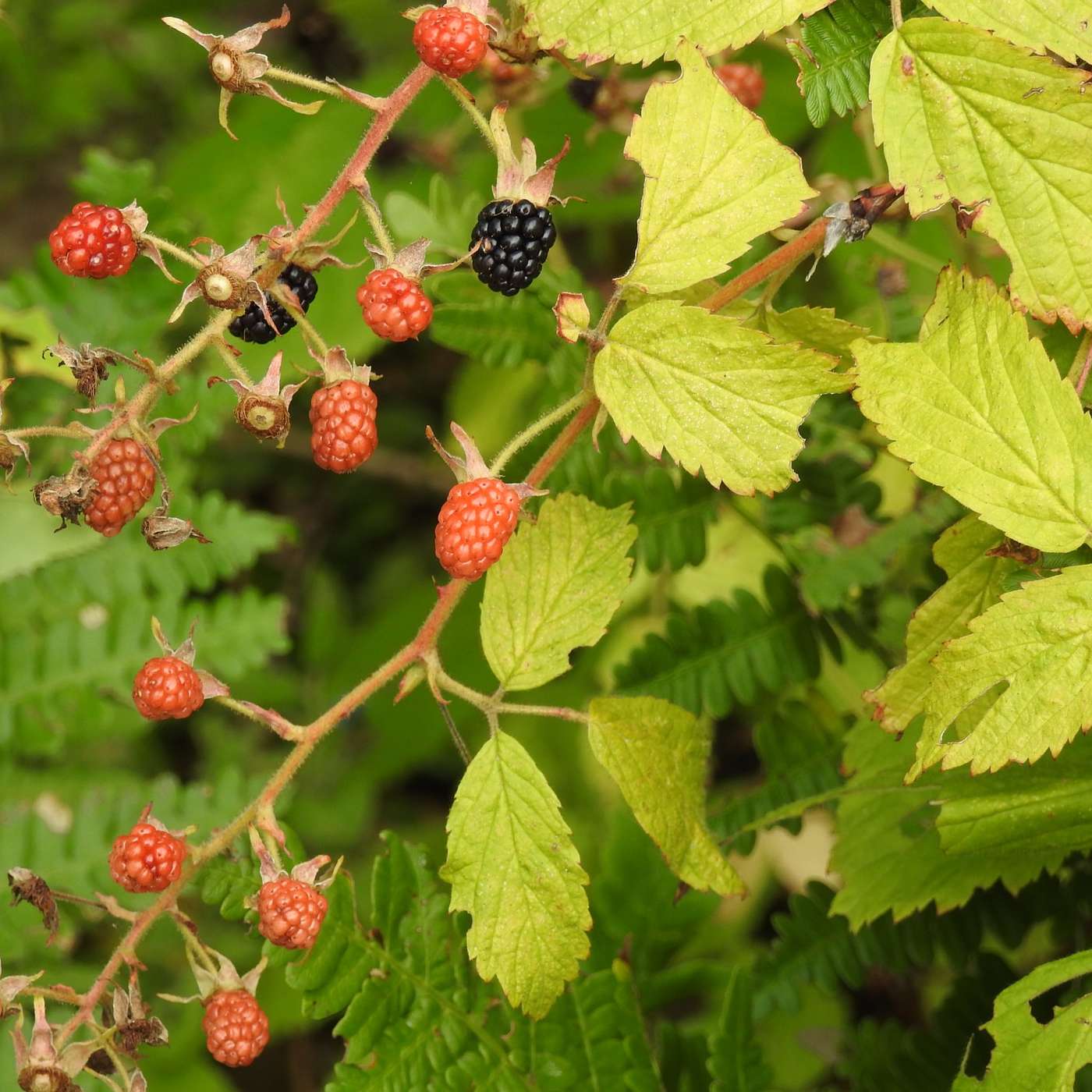 BLACKBERRY SEASON