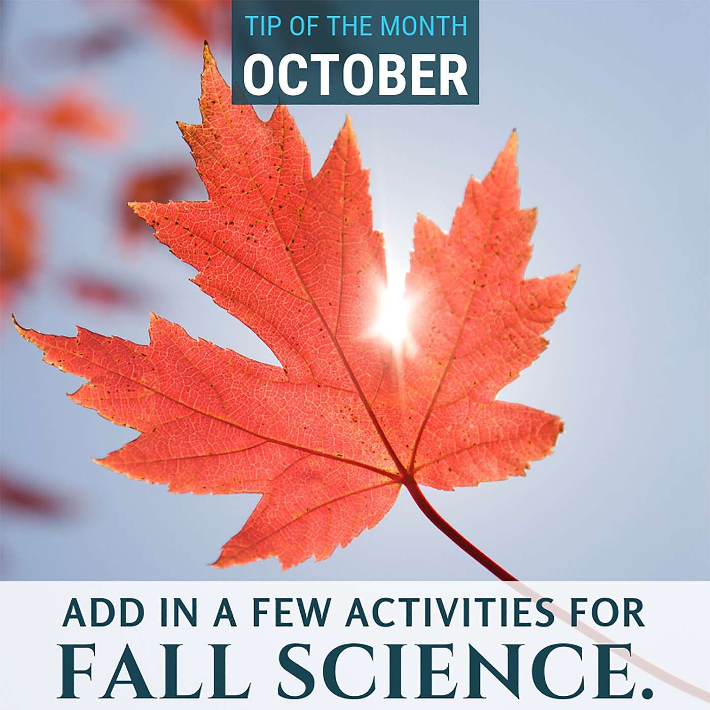 Fall Science  {Homeschool Science Tip of the Month October 2019}