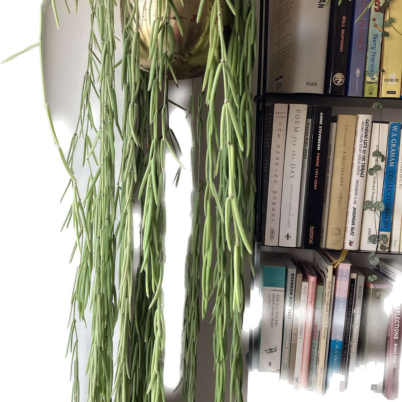 Trainling Wax Plant