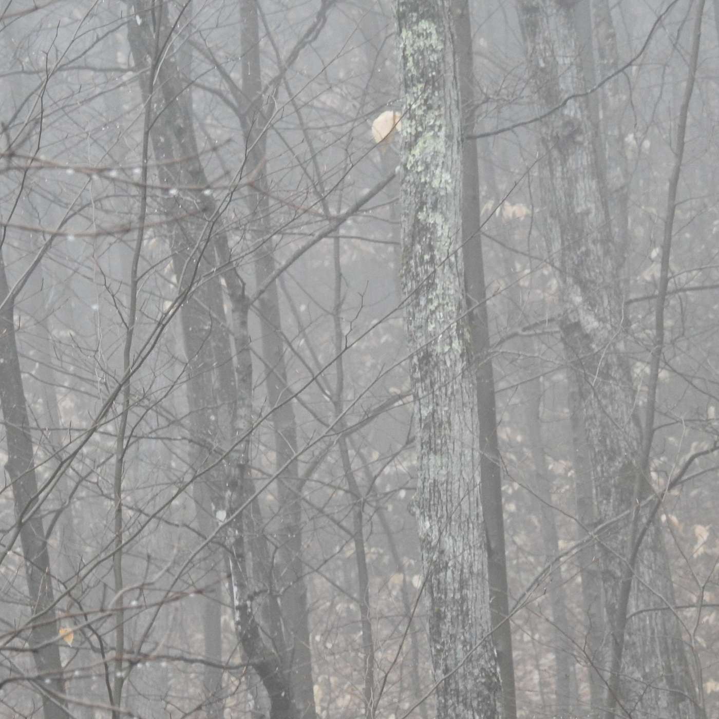 FOGGED IN