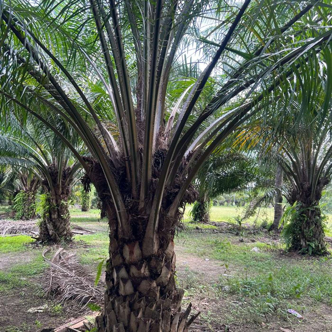 Bilangan Pelepah Kekal Bawah Buah Sawit: Kunci Produktiviti & Kesihatan Pokok