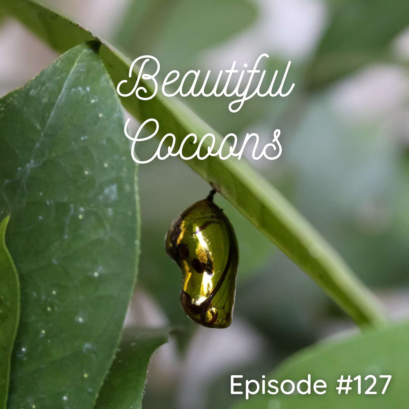 Beautiful Cocoons - Episode #127