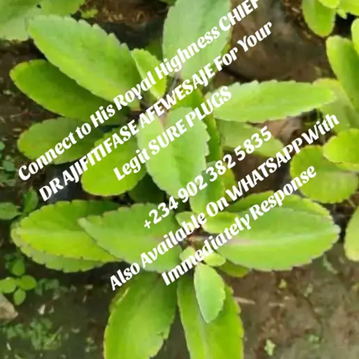 The Most Powerful Spiritual Herbalist In Nigeria's Podcast