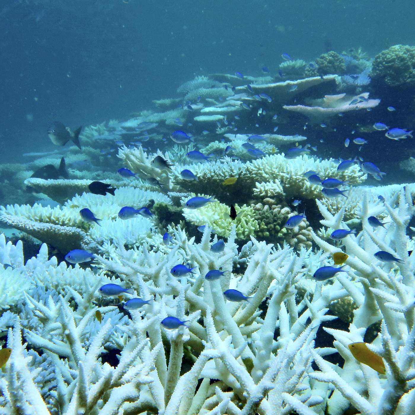 S1 E6: Coral Bleaching at Lizard Island with Dr Anne Hoggett
