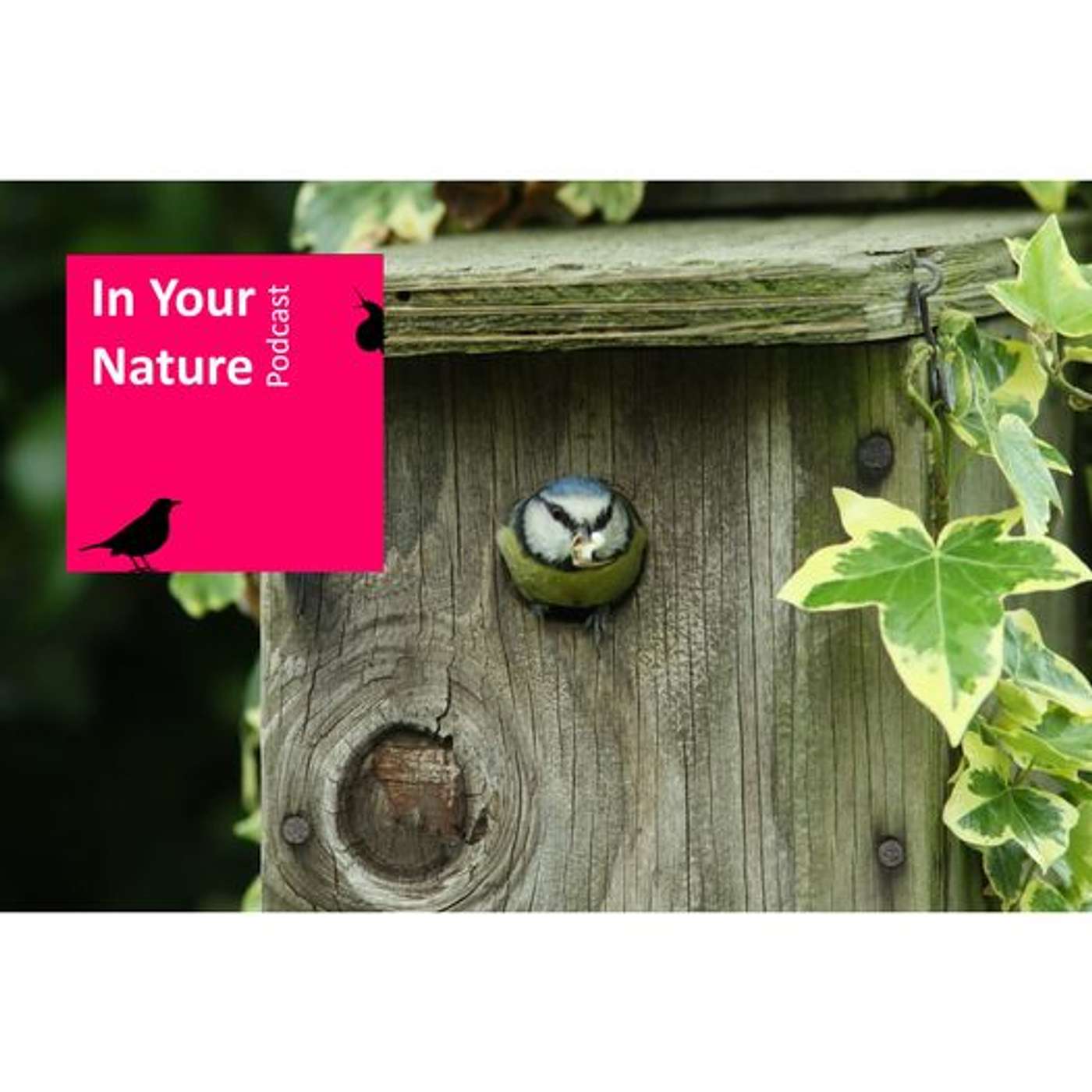 In Your Nature Ep 03 - Nest Boxes