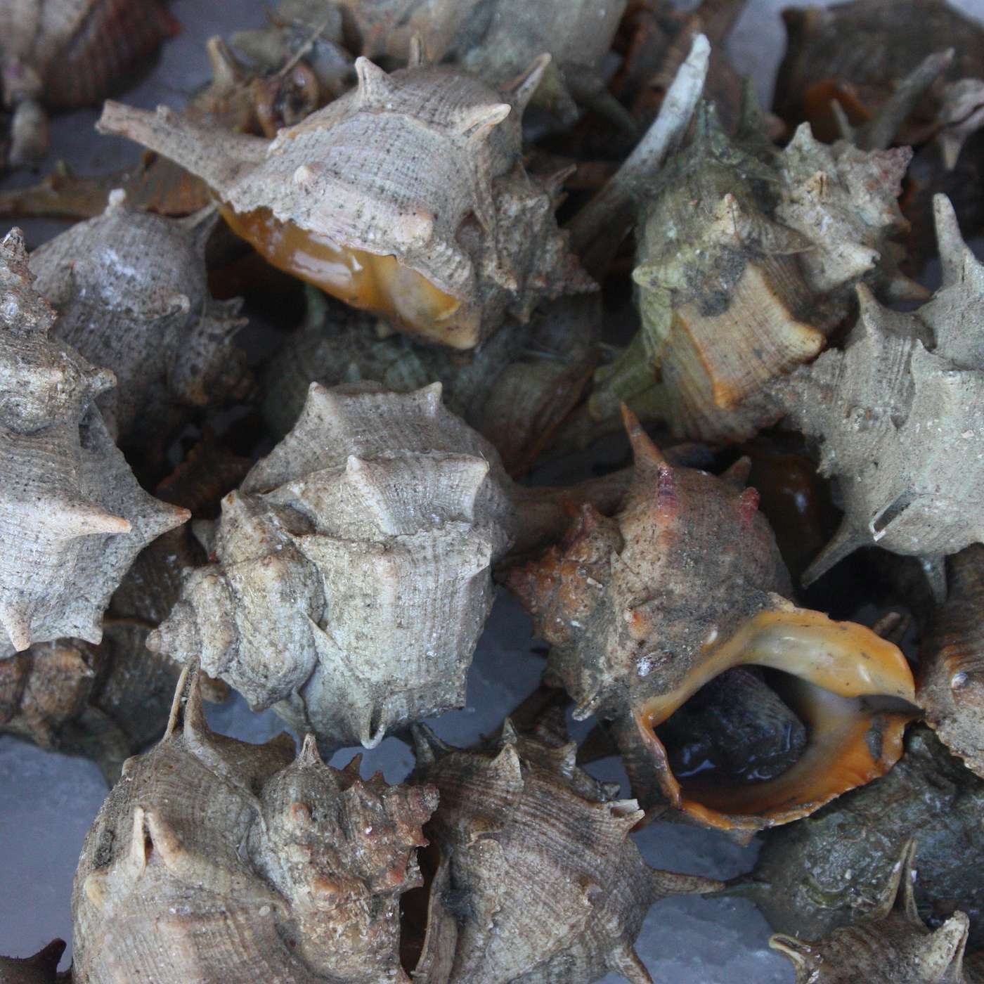 Purple Snails Purple Snails