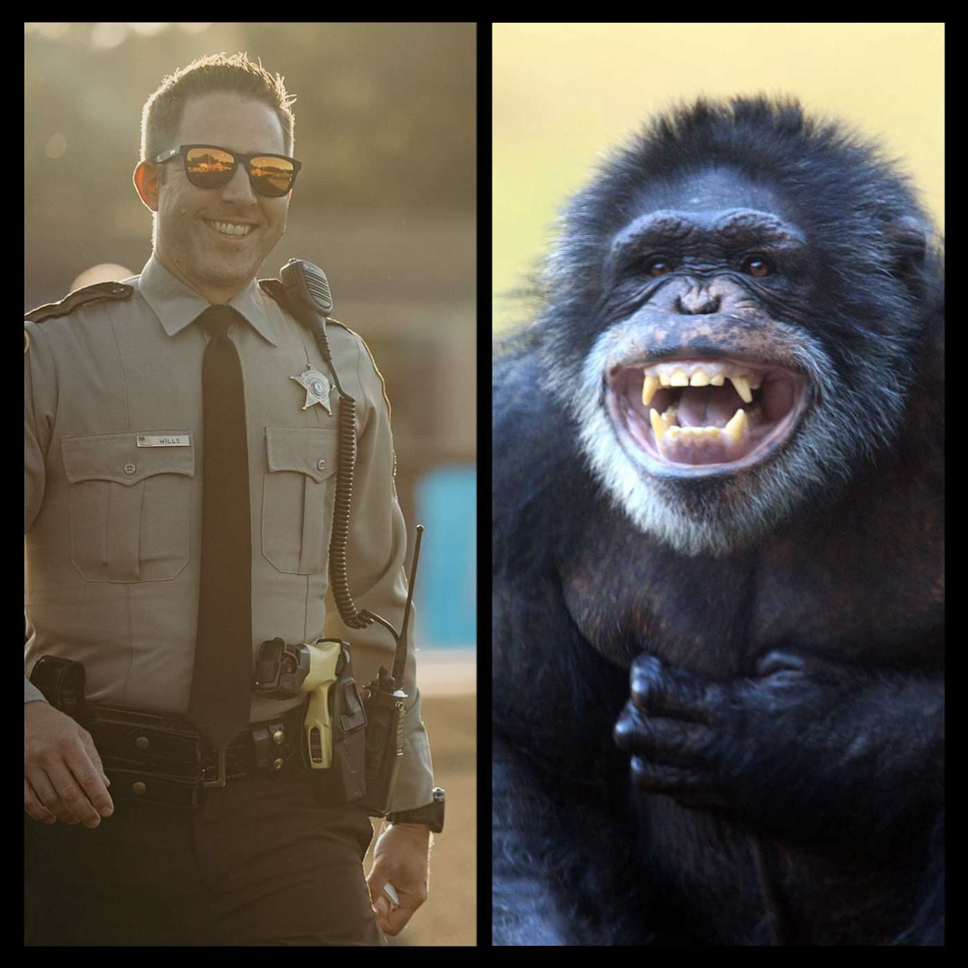 Tickles, tackles and the Rambo Zoologist: An interview with Sergeant Steve Wills