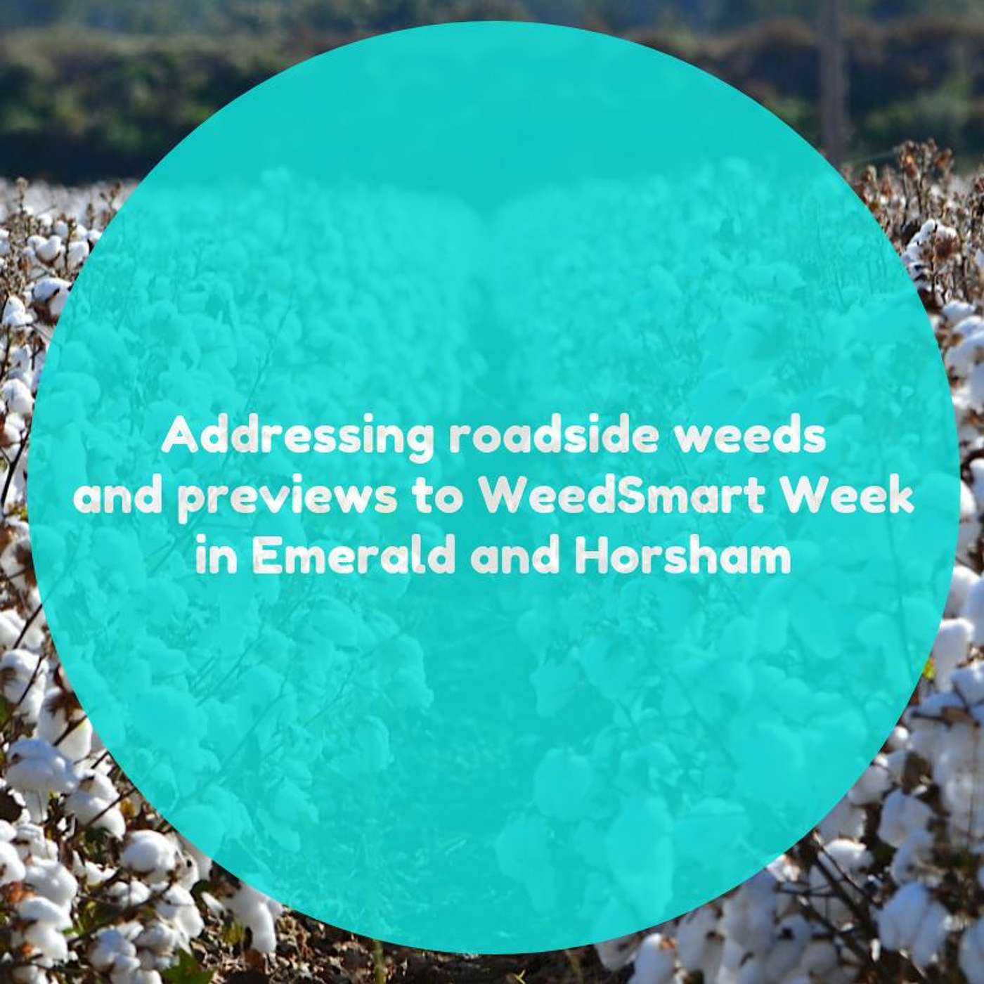 Addressing roadside weeds and previews to WeedSmart Week in Emerald and Horsham
