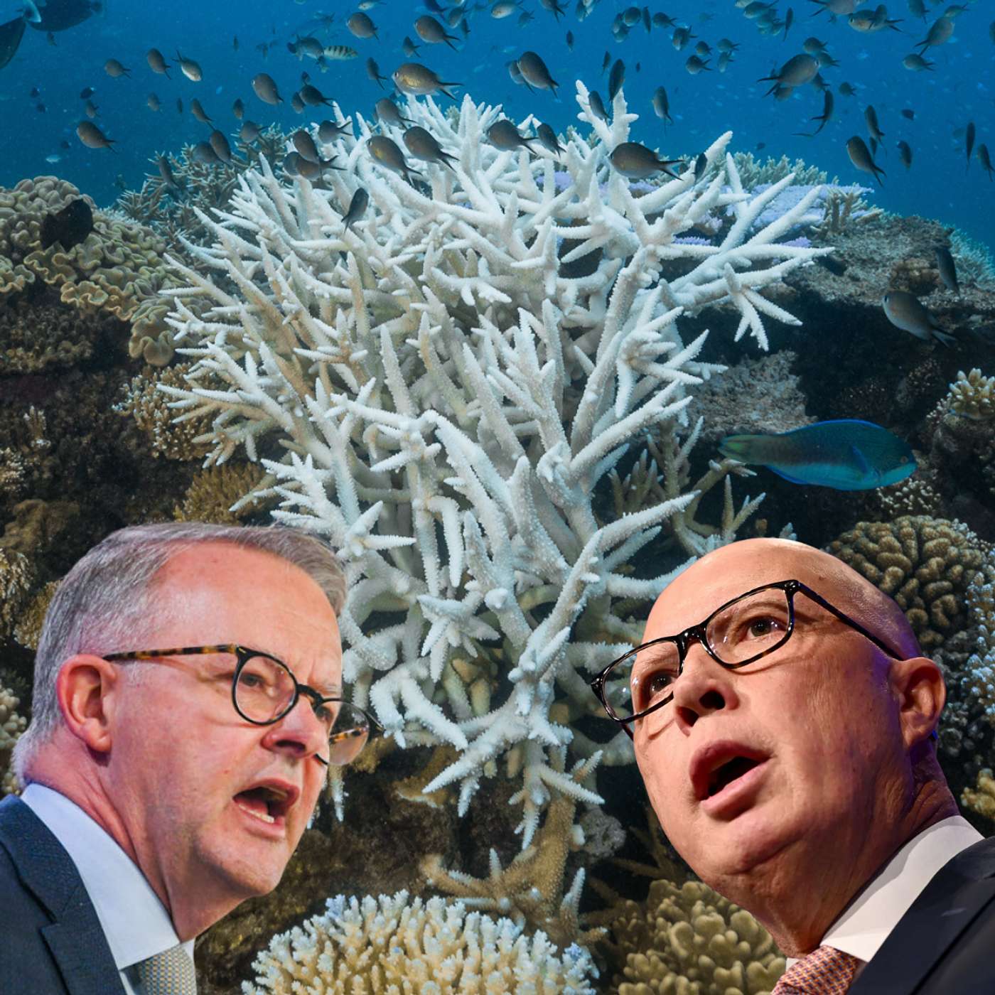 Word on the Reef