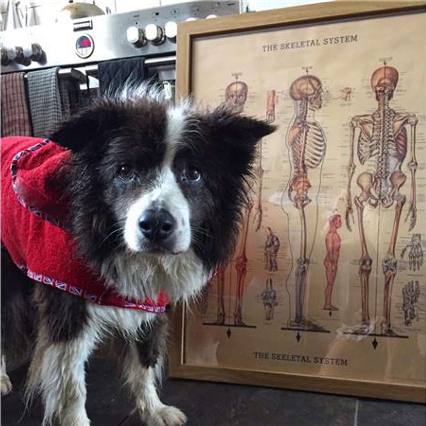 How to Recognize and Manage Arthritis in Tripawd Dogs and Cats episode artwork
