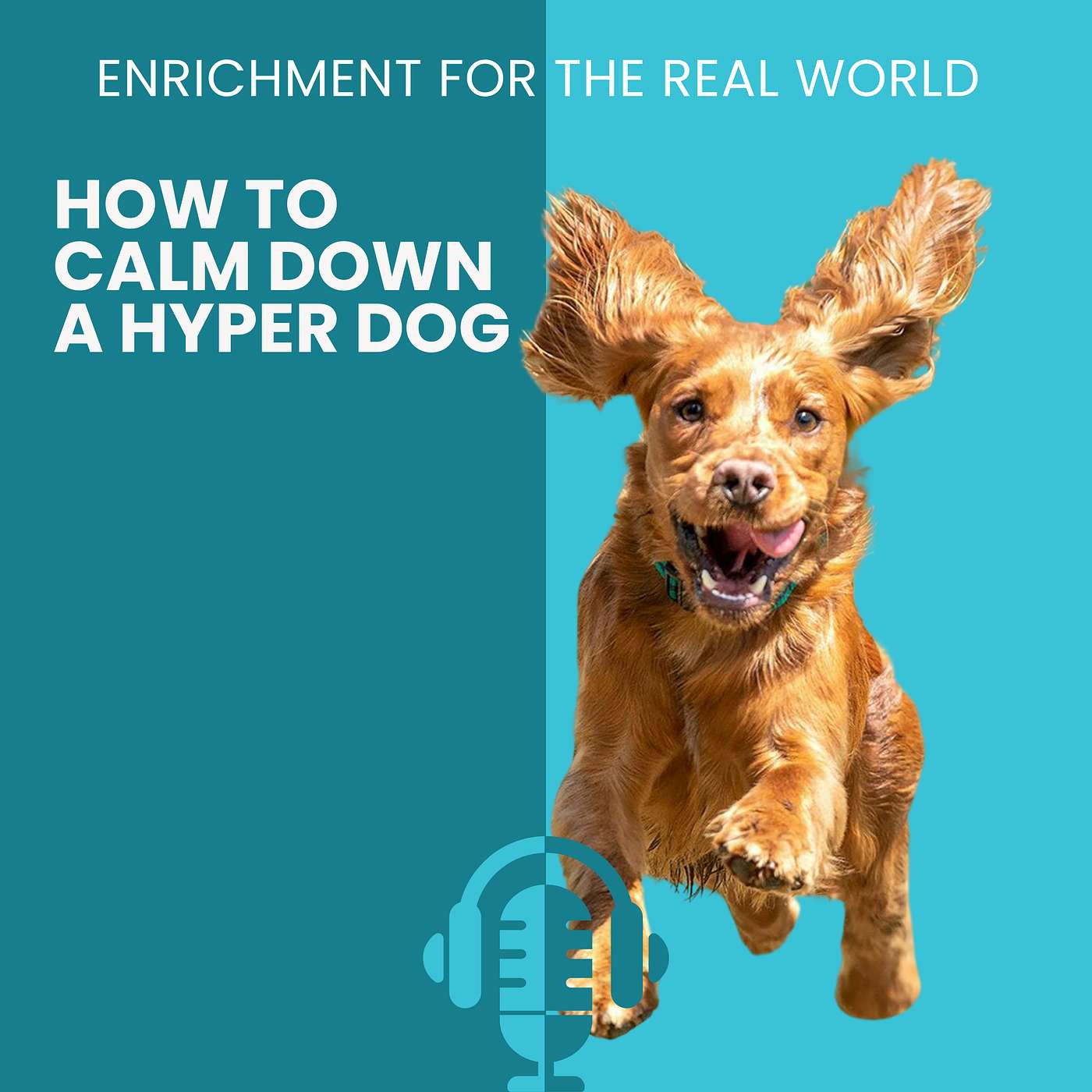 #174 - How to Calm Down a Hyper Dog episode artwork