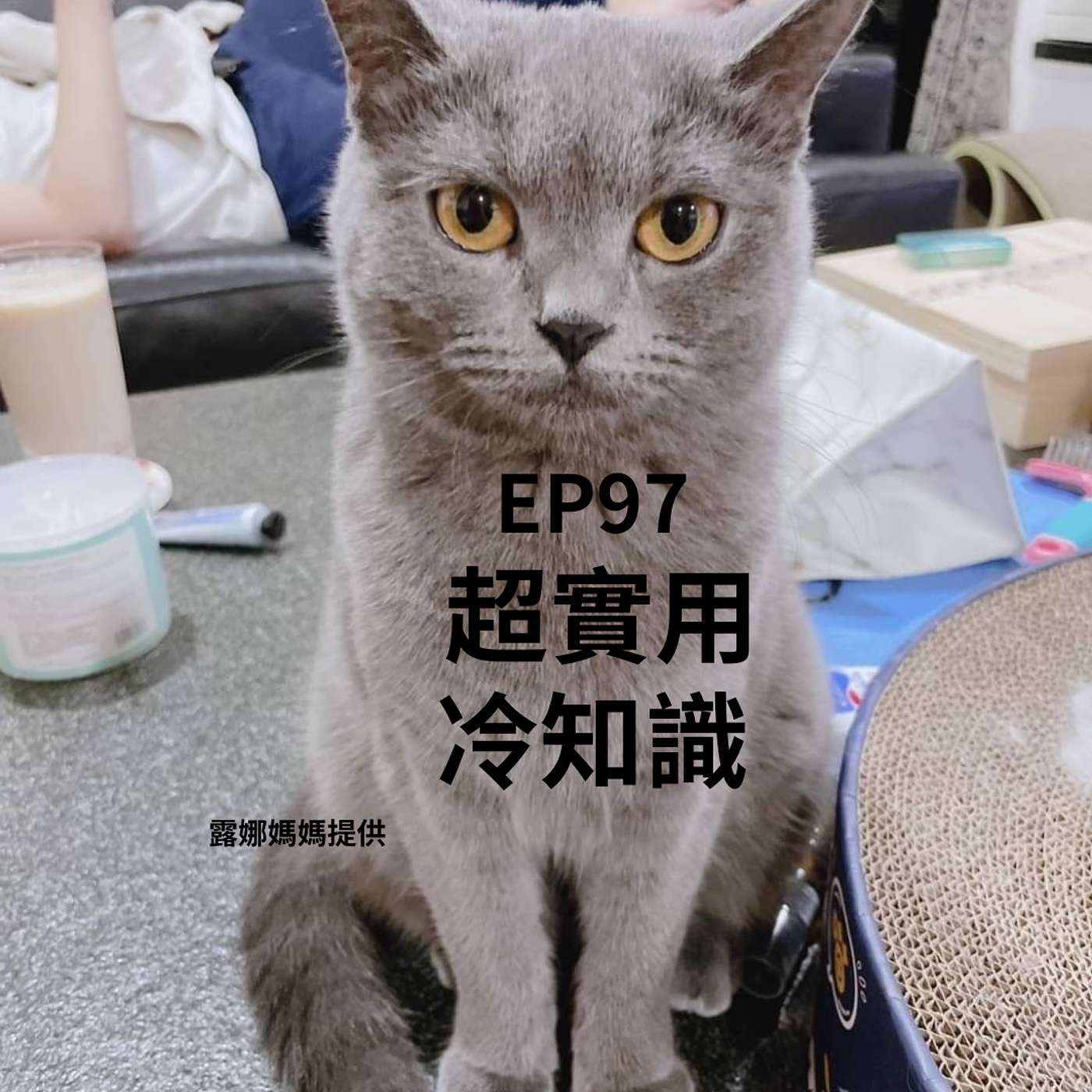 EP97領養後改名較好養？投胎方式千奇百怪？一定要知道的毛小孩冷知識 (柚子貍&安妮動物園)/(從0到1媒體人X斜槓) episode artwork