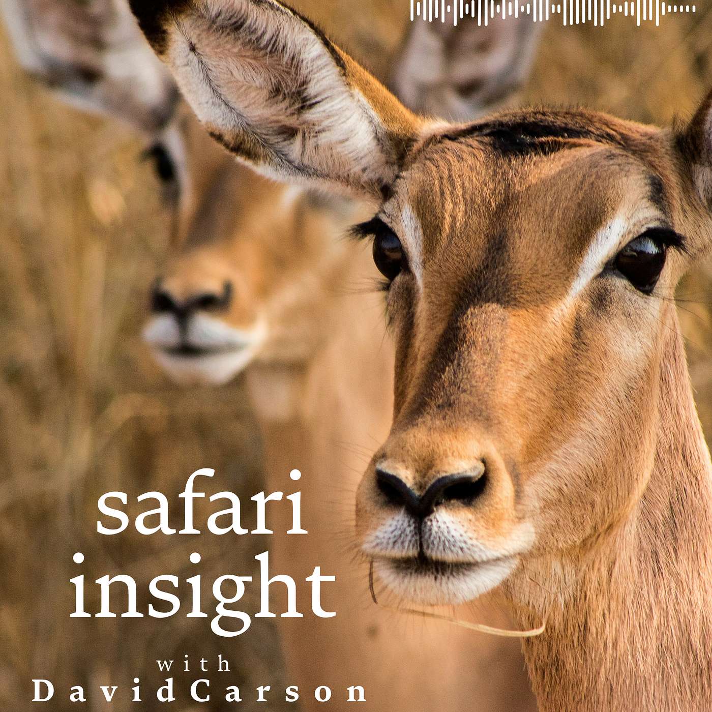Safari Insight Introduction Safari Insight Introduction