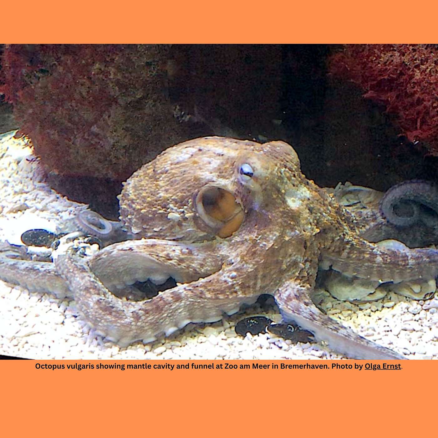 What's Behind That Proposed North Carolina Octopus Farming Ban?