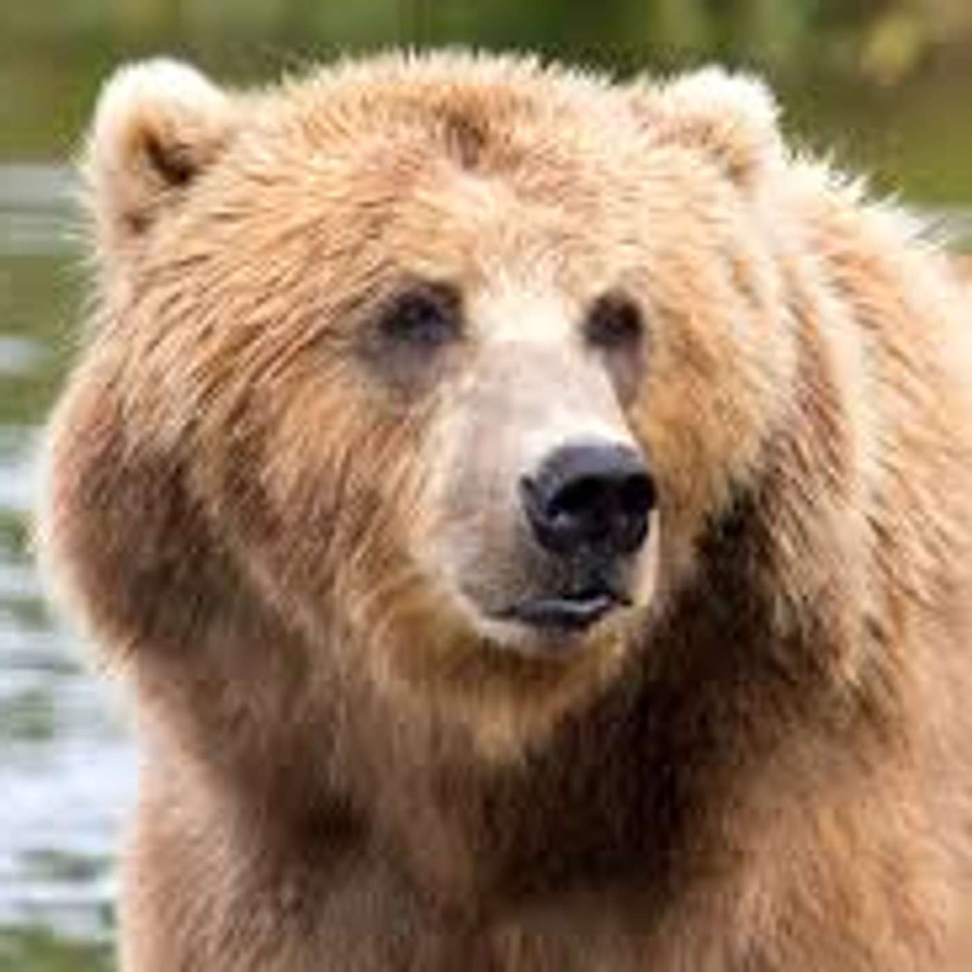 EVEN MORE BEARS: A bear robbed of her cubs. "The Autobiography of David Crockett." The man or the bear? Bear Attack.
