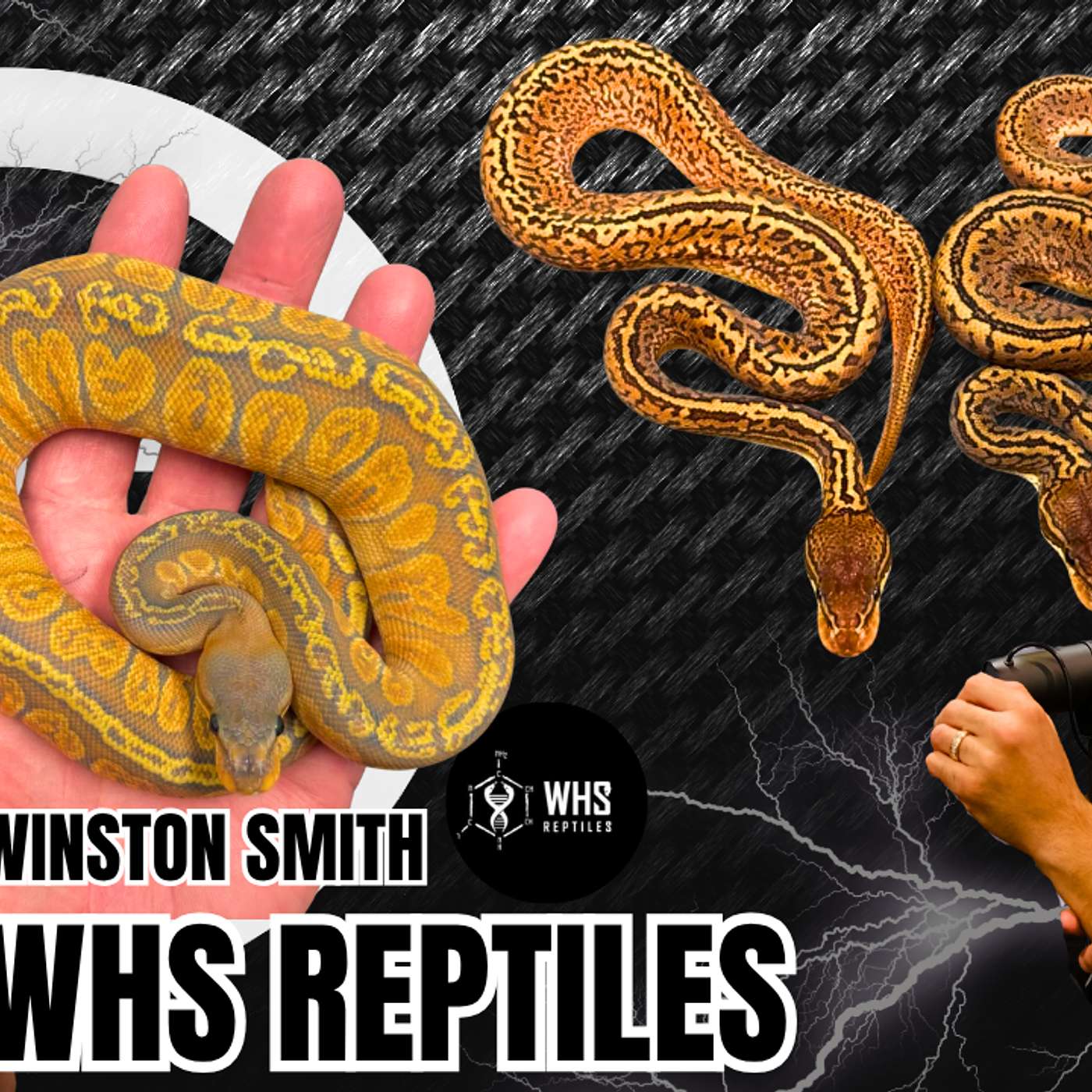 Relationship Building In The Ball Python Game | Trap Talk With MJ Live