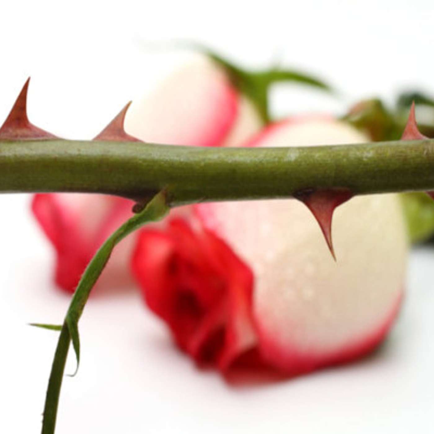 Roses or Thorns?