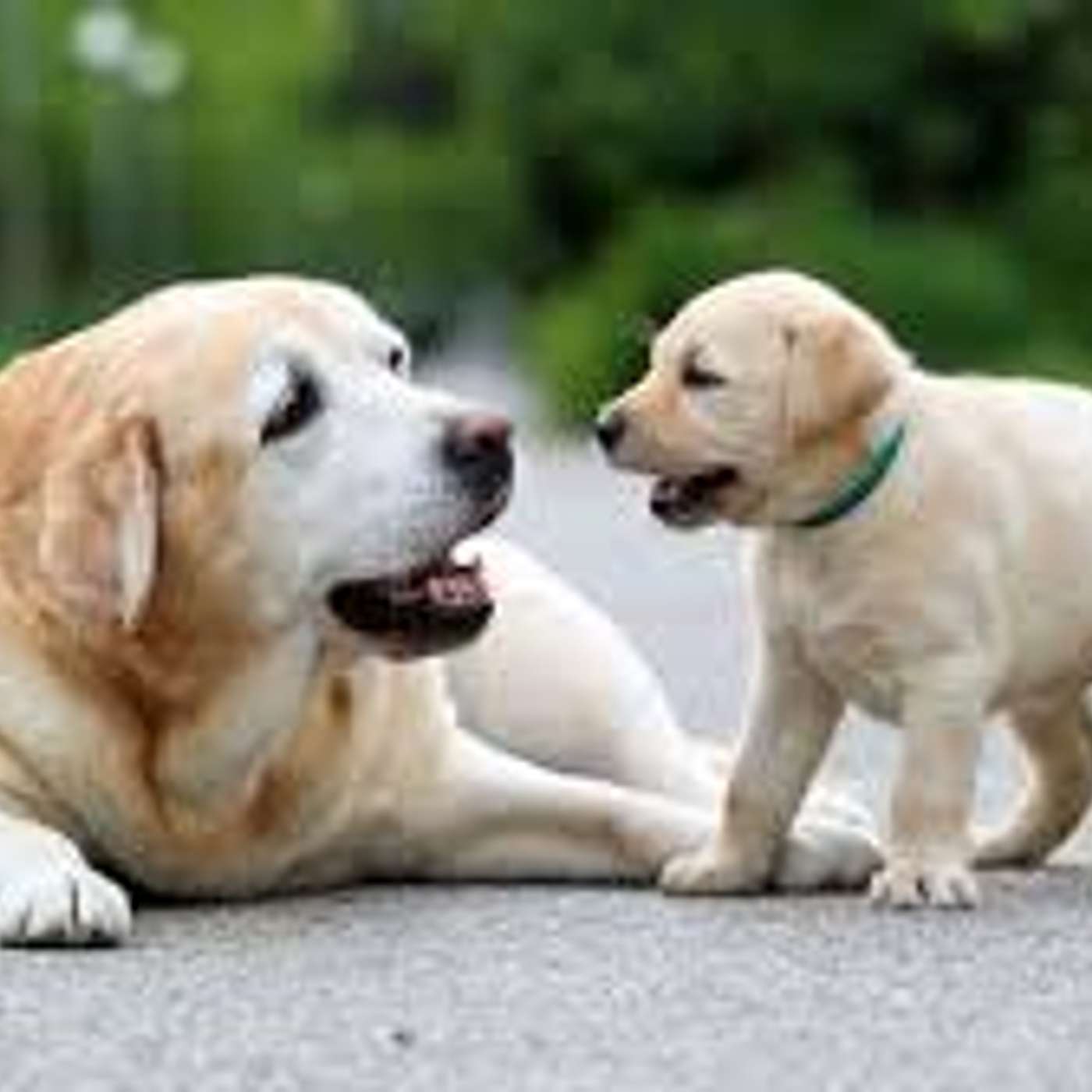 Amici per il pelo, il mondo degli animali visto e raccontato da una veterinaria