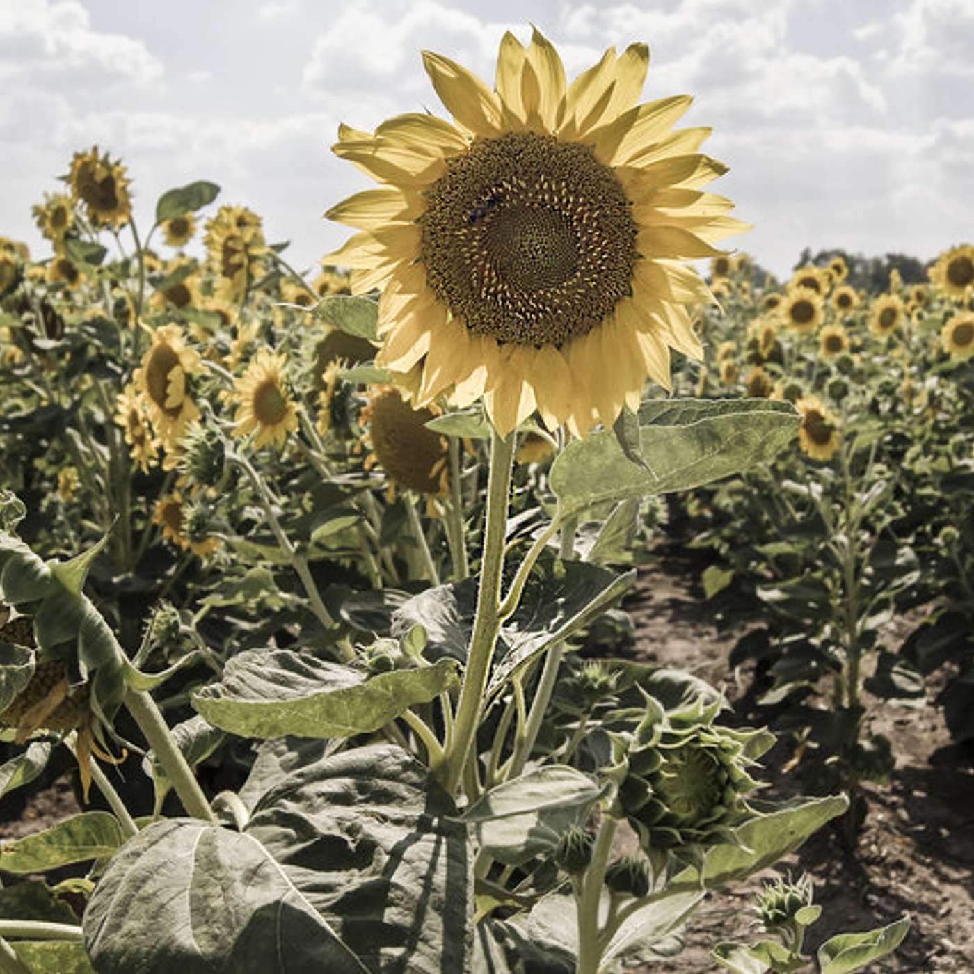 Lifeline to Vitality