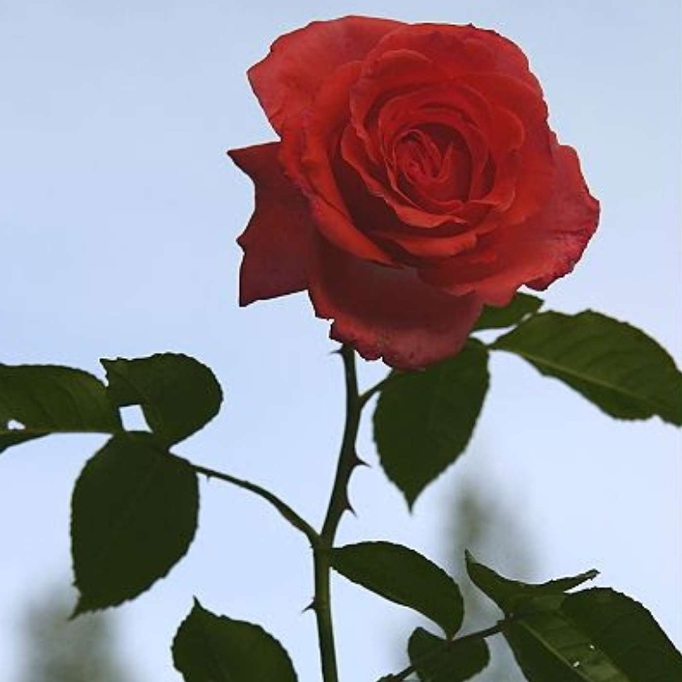 Episode 2181 - Every Thorn/Rose has its Rose/Thorn.