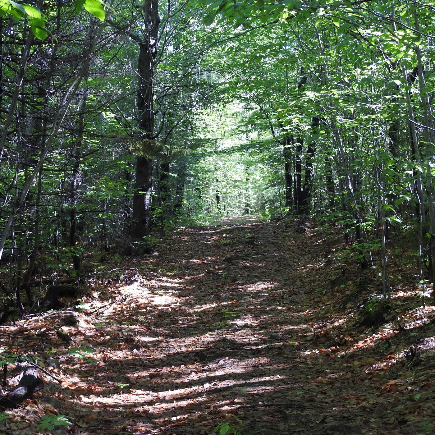 WALKING LIFE'S WINDING PATH