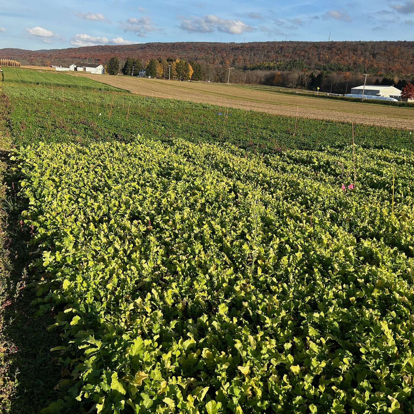 S4E2: Ag Innovations: Fungal Endophytes and Incorporating Perennials for Weed Control