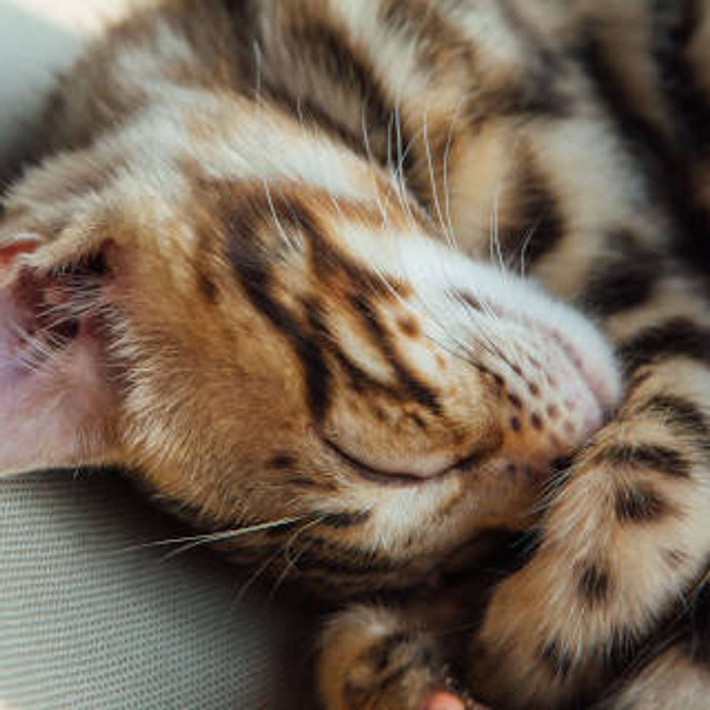 cover of episode Toxoplasmosis