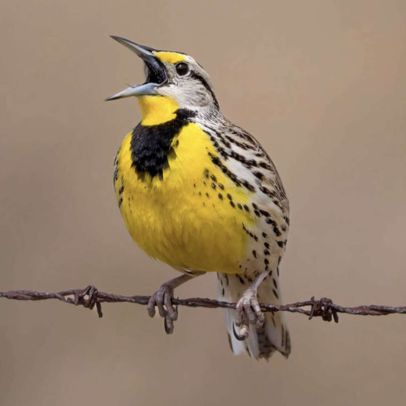 Wednesday, November 6, 2024 - Look out, it's a flock of outraged ... MEADOWLARKS!??