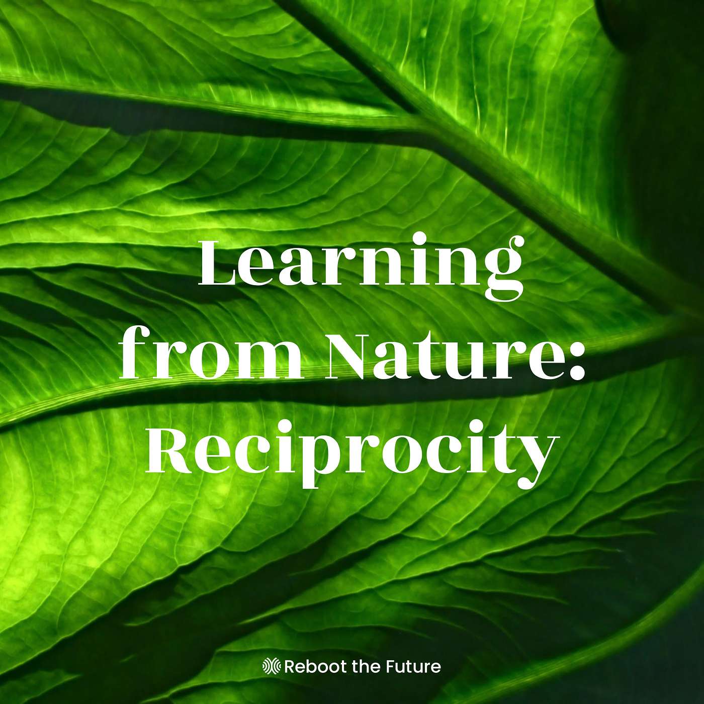 Learning from Nature: Reciprocity. Guided Reflections with Kim Polman Learning from Nature: Reciprocity. Guided Reflections with Kim Polman