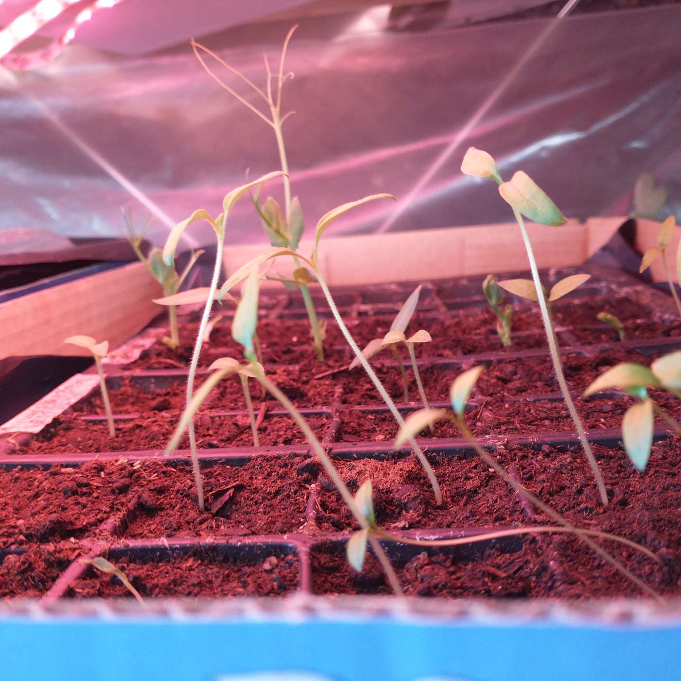 Stoppa ner skiten i jorden och säg "Lev eller dö!"