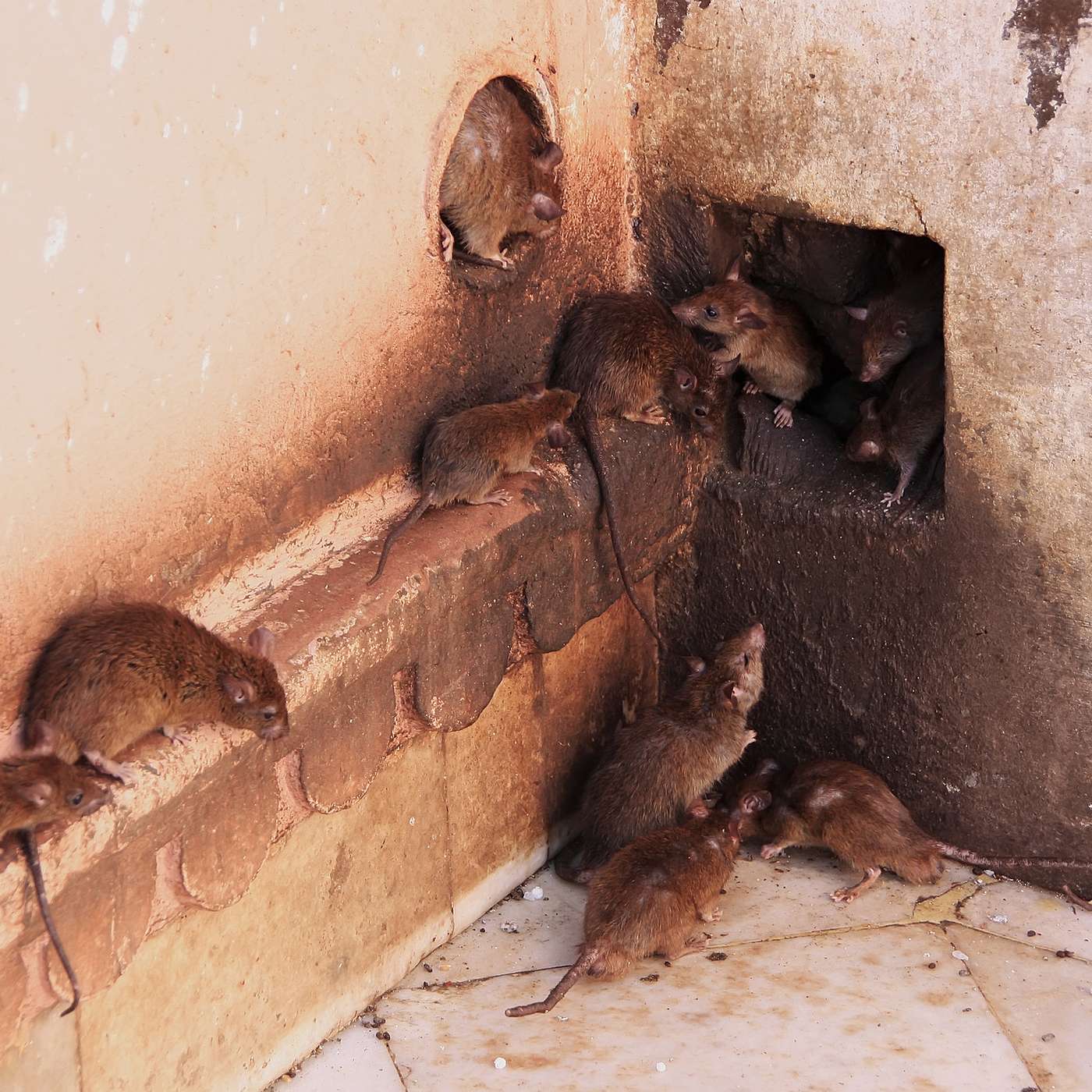 Rats / Mice - Household Deterrents for Rodents
